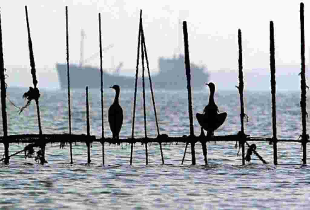 Sea birds sit on fishing traps set up near the shore off Muharraq, Bahrain, as ships pass through the Persian Gulf (file photo)