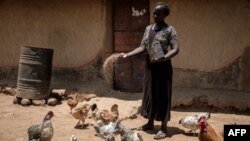 Monica, 30 ans, villageoise bénéficiant du revenu de base universel, nourrit des poulets chez elle dans la région de Bondo, au Kenya, le 3 octobre 2018.