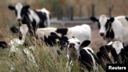 Cows graze on a farm near Sunchales, Argentina, April 6, 2018. 