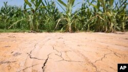 The ground is cracked at the edge of a corn field near England, Arkansas, where oppressive heat is affecting the crop.