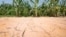 The ground is cracked at the edge of a corn field near England, Arkansas, where oppressive heat is affecting the crop.