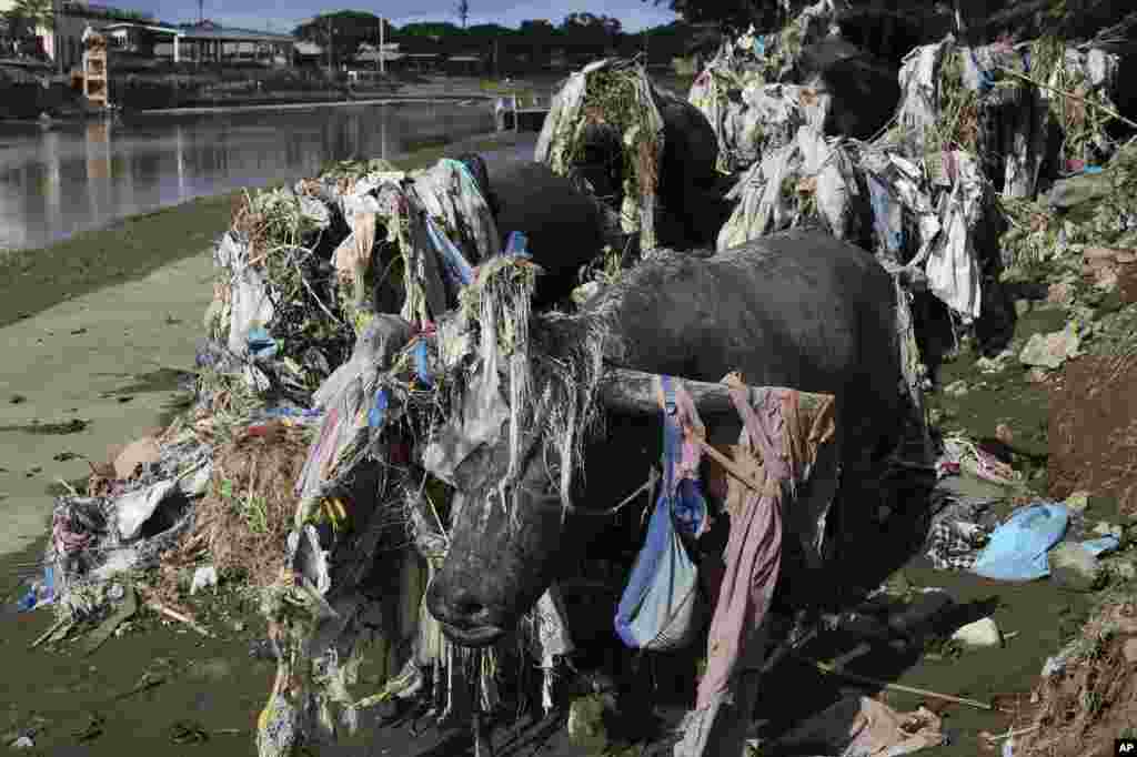 Debris swept away by swollen river waters from heavy rains from Typhoon Vamco hangs on water buffalo, or carabao, statues in Marikina, Philippines.