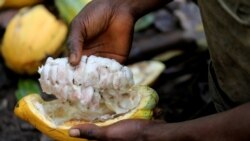 Un agriculteur ouvre une cabosse de cacao dans une ferme de cacao à Bobia, Gagnoa, Côte d'Ivoire, le 6 décembre 2019.