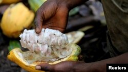 Un agriculteur ouvre une cabosse de cacao dans une ferme de cacao à Bobia, en Côte d'Ivoire, le 6 décembre 2019.