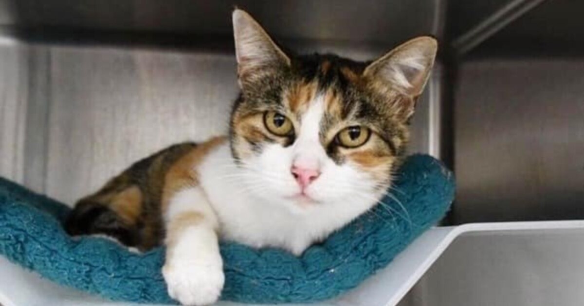 Missing Cat Turns Up Three Years after California Disaster