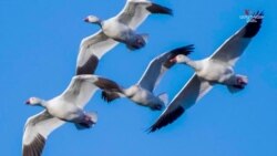 Մոլորակի տաքացման պատճառով ԱՄՆ-ի հարավարևմտյան շրջաններում փոխվում է թռչունների միգրացիան