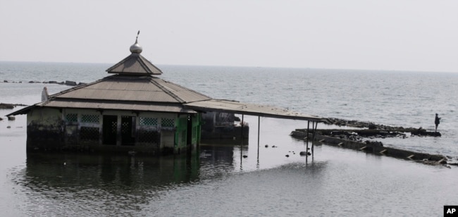 Seorang pria memancing di dekat masjid yang terbengkalai akibat terendam air laut di Jakarta, Sabtu, 27 Juli 2019. (Achmad Ibrahim/AP)