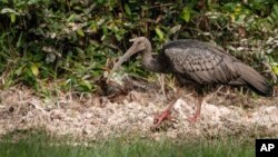 This undated photo provided by the Wildlife Conservation Society in June 2020 shows a giant ibis in Cambodia. In April 2020, the WCS documented the poisoning of three critically endangered giant ibises for the wading bird's meat. (Phann Sithan/WCS via AP)