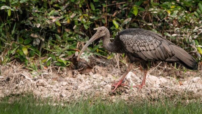 Increased Illegal Hunting in Parts of Asia, Africa