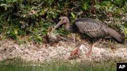 This undated photo provided by the Wildlife Conservation Society in June 2020 shows a giant ibis in Cambodia. In April 2020, the WCS documented the poisoning of three critically endangered giant ibises for the wading bird's meat. (Phann Sithan/WCS via AP)