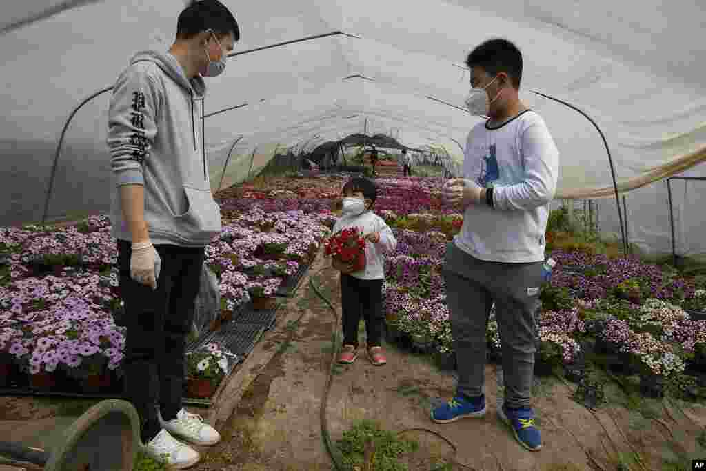 En esta foto del 6 de abril de 2020, los visitantes usan máscaras contra el nuevo coronavirus mientras visitan una granja de flores en Wuhan en la provincia central de Hubei, en China. Las flores y algunos otros cultivos que se consideran no esenciales se marchitan mientras los agricultores esperan el permiso para llevarlos a los mercados.