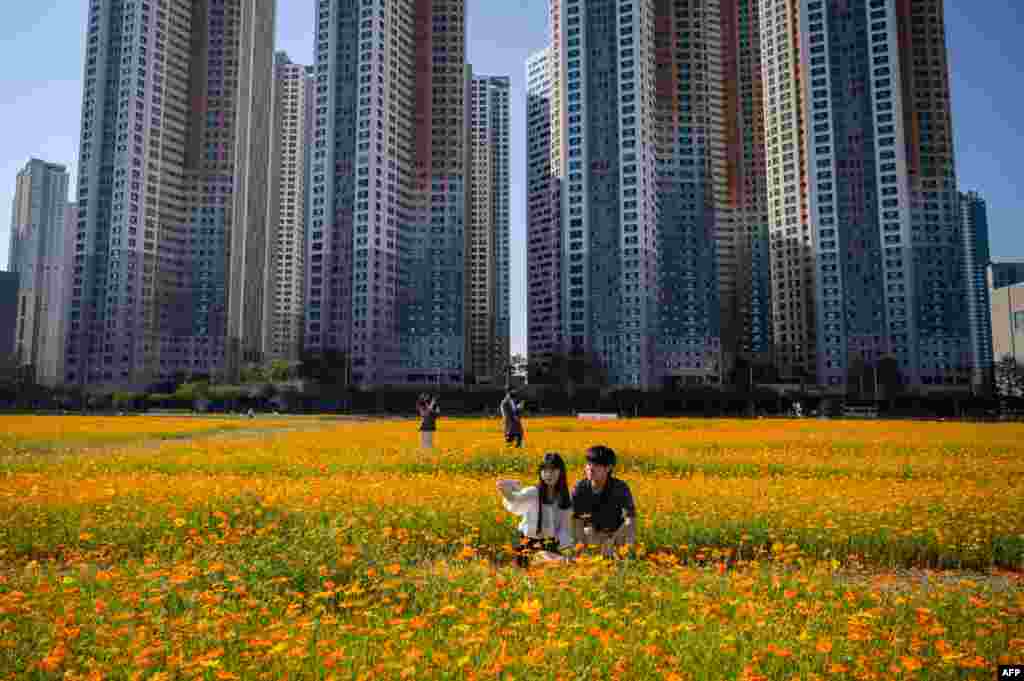 People take selfies in a field of cosmos flowers in Goyang, west of Seoul, South Korea.