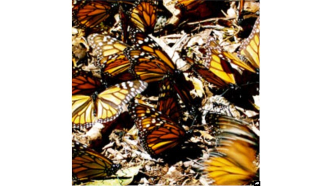 Monarch Butterfly – The Lawrence Hall of Science