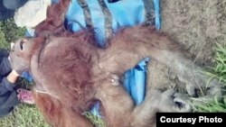 Orangutan jantan ditemukan dalam kondisi luka di bagian kepala di Kecamatan Teluk Sampit, Kabupaten Kotawaringin Timur (Foto: KLHK).