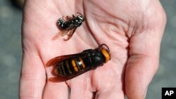 FILE - Washington State Department of Agriculture entomologist Chris Looney displays a dead Asian giant hornet, bottom, a sample brought in from Japan for research, next to a native bald-faced hornet collected in a trap, in Blaine, Wash., May 7, 2020.