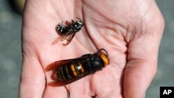 FILE - Washington State Department of Agriculture entomologist Chris Looney displays a dead Asian giant hornet, bottom, a sample brought in from Japan for research, next to a native bald-faced hornet collected in a trap, in Blaine, Wash., May 7, 2020.