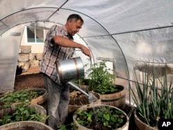 Don Johnson waters plants in his greenhouse using water from his air-to-water system installed by Ted Bowman, a design engineer with Tsunami Products, in his backyard in Benicia, Calif., on Sept. 28, 2021. (AP Photo/Haven Daily)