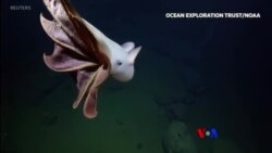 ရေဘဝဲပျံနဲ့ ငှက်ဖျားအနံ့ခံခွေး