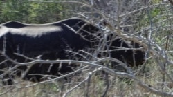 South Africa Game Park Protects Rhinos Against Poaching