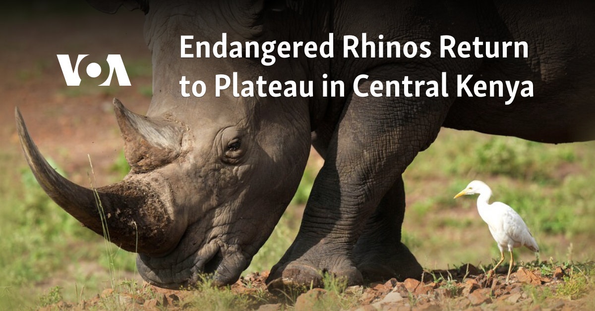 Endangered Rhinos Return to Plateau in Central Kenya