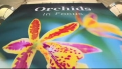 5000 орхидей в Вашингтоне