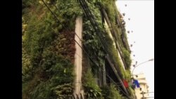 看天下: 抗击地球变暖 印尼城市花园立体化