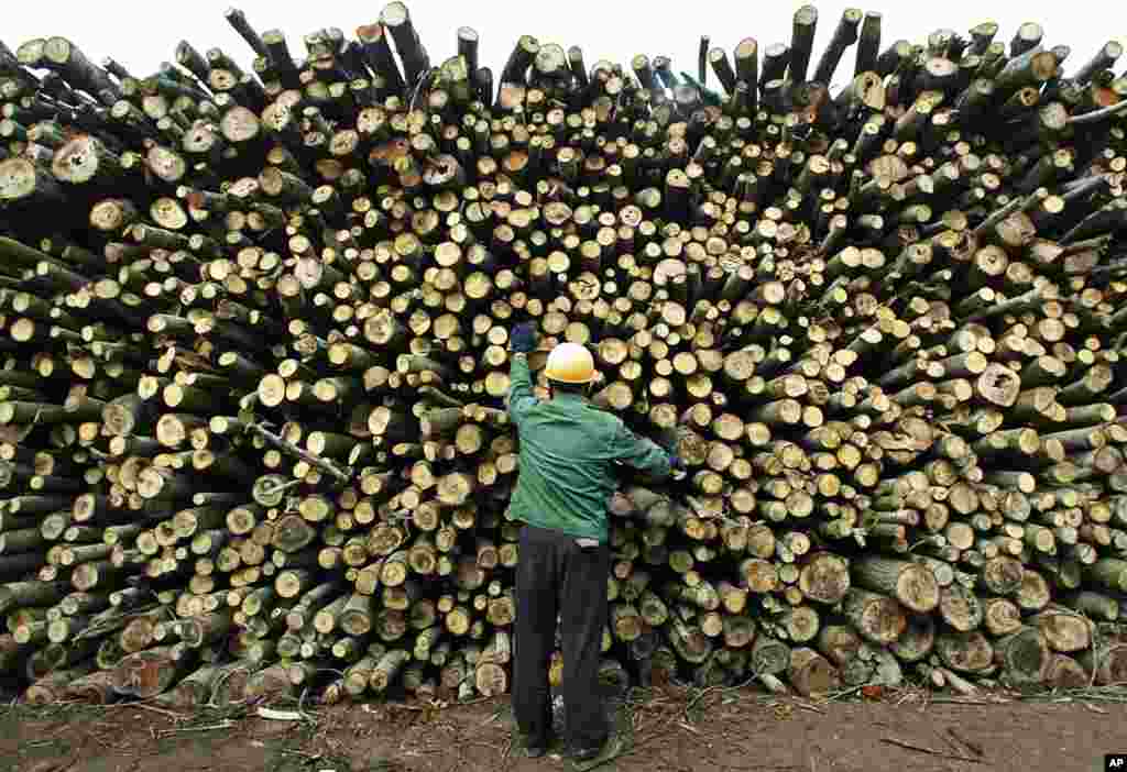 A worker inspects timber quality in a wood yard in Yuanjiang, in China's central Hunan Province. China has become the world's leading importer of wood from developing countries such as Indonesia and Papua New Guinea where illegal logging is common. Activi