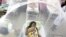 Enclosed in a mosquito net, Nadia Gonzalez recovers from a bout of dengue fever at a hospital in Luque, Paraguay, Feb. 5, 2016. Dengue, like the Zika virus, is transmitted by the same vector, the Aedes aegypti mosquito. 