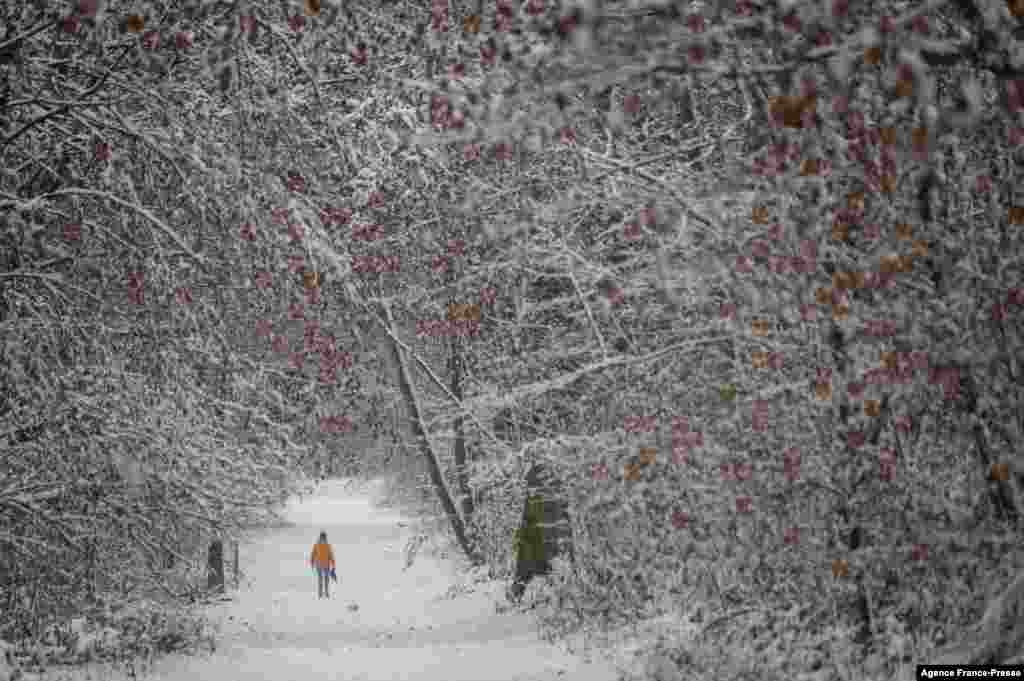 A resident walks through a snow-covered forest in Mulhouse, eastern France.