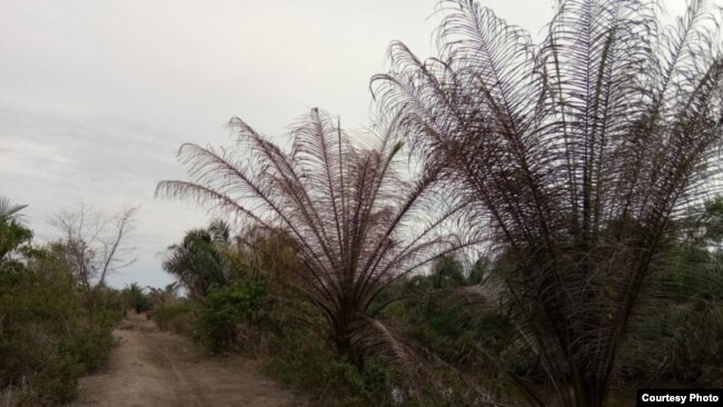 Kawasan hutan bakau yang beralih fungsi menjadi perkebunan kelapa sawit di pantai timur Sumatra Utara. (courtesy: Onrizal).