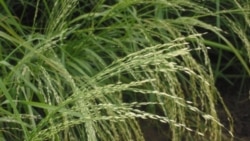 Teff is a gluten-free staple grain from eastern Africa