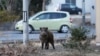 Roaming, Radioactive Boars Slow Return of Japan’s Nuclear Refugees