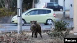 A wild boar is seen at a residential area in an evacuation zone near Tokyo Electric Power Co's tsunami-crippled Fukushima Daiichi nuclear power plant in Namie town, Fukushima prefecture, Japan, March 1, 2017.