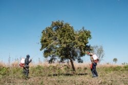 FILE - Soldiers of the Uganda People’s Defence Forces spray insecticide on trees where the locust swarms will land with the hopes of killing the locusts, in Otuke, Feb. 17, 2020.