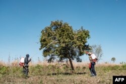 FILE - Soldiers of the Uganda People’s Defence Forces spray insecticide on trees where the locust swarms will land with the hopes of killing the locusts, in Otuke, Feb. 17, 2020.