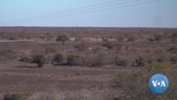 Botswana's Drought Makes Wasteland of Harvests, Livestock