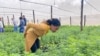 Les agriculteurs zimbabwéens espèrent profiter du boom du cannabis thérapeutique