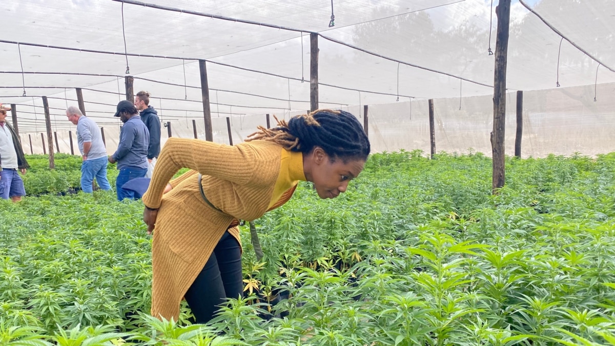 Cannabis Growing Gathers Momentum in Zimbabwe