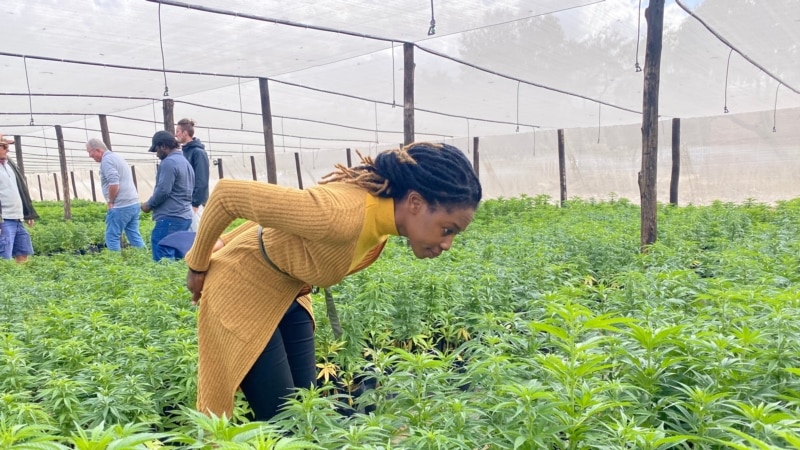 Les agriculteurs zimbabwéens espèrent profiter du boom du cannabis thérapeutique