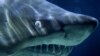 Sharks More Evolved than Previously Thought