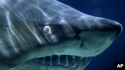 A Sand Tiger Shark swims in its aquarium, File November 9, 2010.