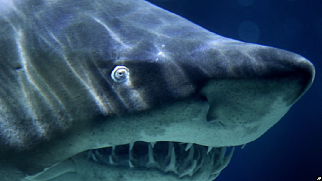 A Sand Tiger Shark swims in its aquarium, File November 9, 2010.