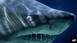 A Sand Tiger Shark swims in its aquarium, File November 9, 2010.