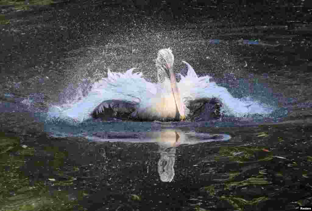 A pelican bird splashes water at the Moscow Zoo on a hot summer day in Moscow, Russia.