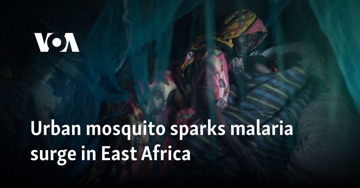 Urban mosquito sparks malaria surge in East Africa