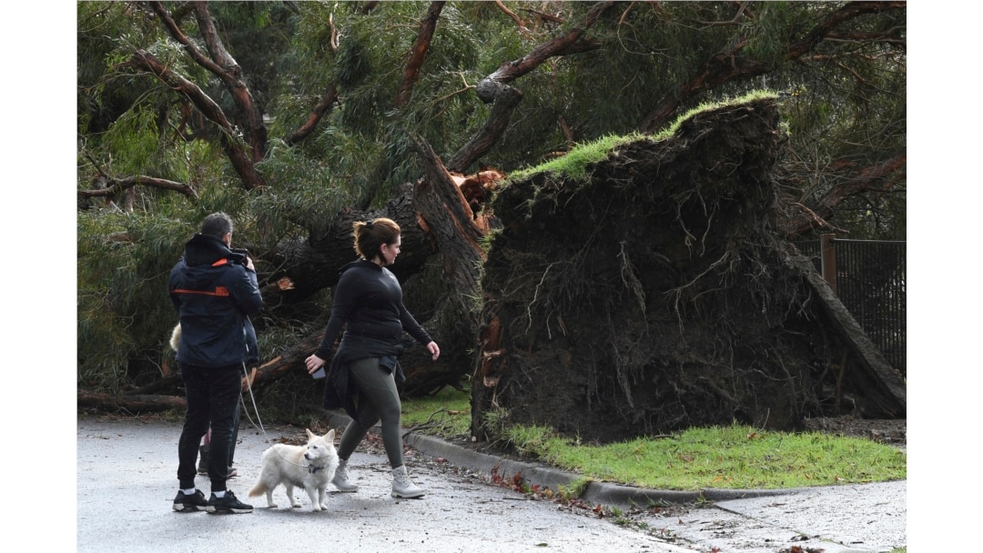 Warga melngamati pohon tumbang akibat badai di Lilydale, Melbourne, Australia, Kamis, 10 Juni 2021. (AP)