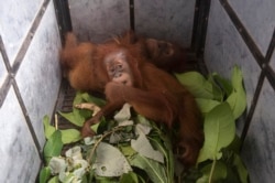 Bayi orangutan yang disita petugas BKSDA dari pemilik ilegal tidur di dalam kandang di Taman Nasional Gunung Leuseur, 10 Januari 2020. (Foto: AP)