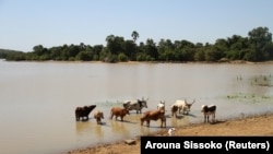 Lake Wegnia is in the Sahel region of Koulikoro, around 120 kilometers north of Mali's capital, Bamako. Some 12,000 people, including fishermen and farmers, depend on it for food, water and employment. But the lake has shrunk by 20 percent since 2017. 