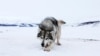 FILE - A sled dog stands in the snow, in Nain, Newfoundland and Labrador, Canada, April 15, 2022. 