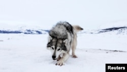 FILE - A sled dog stands in the snow, in Nain, Newfoundland and Labrador, Canada, April 15, 2022. 